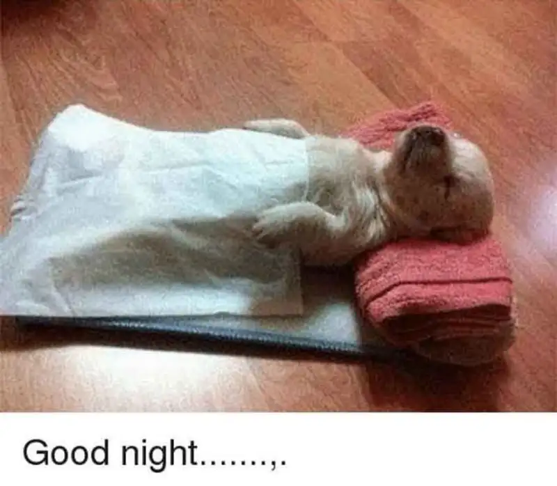 Meme ngủ ngon dễ thương mang lại cảm giác thư giãn Meme ngủ ngon dễ thương mang lại cảm giác thư giãn