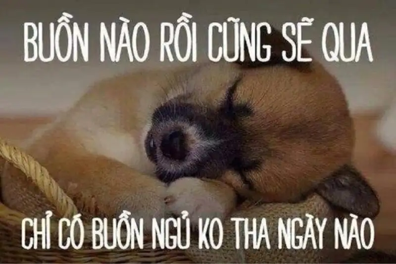 Ngủ ngon meme mèo khiến bạn muốn ôm ngay chú mèo Ngủ ngon meme mèo khiến bạn muốn ôm ngay chú mèo