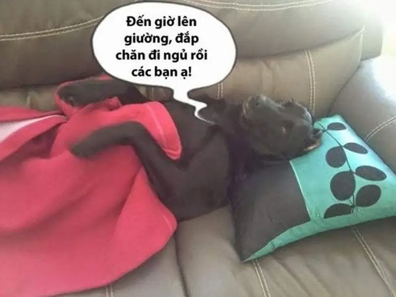 Ảnh mèo ngủ meme thật dễ thương và đáng yêu Ảnh mèo ngủ meme thật dễ thương và đáng yêu
