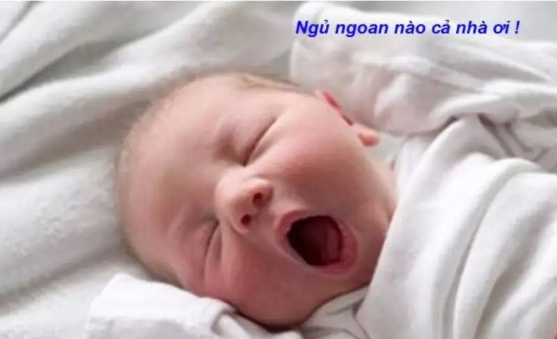 Good night meme mèo chúc ngủ ngon thật dễ thương Good night meme mèo chúc ngủ ngon thật dễ thương