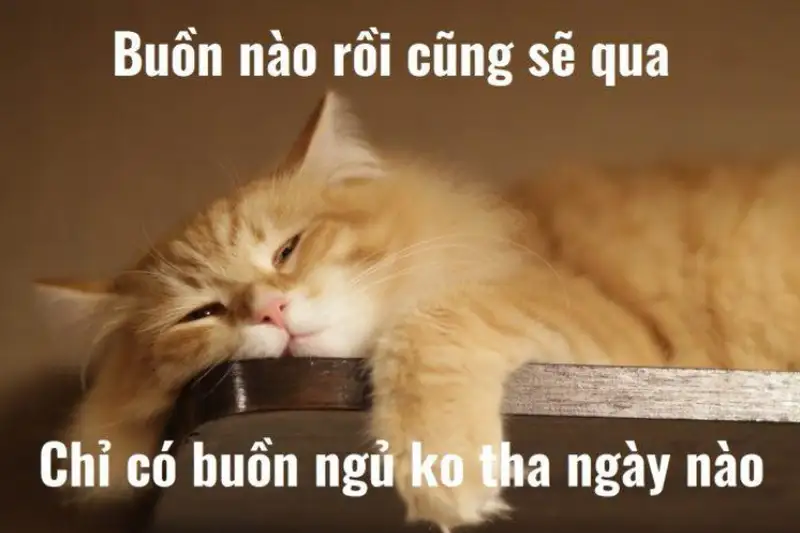 Meme mèo ngủ thật dễ thương và đáng yêu Meme mèo ngủ thật dễ thương và đáng yêu