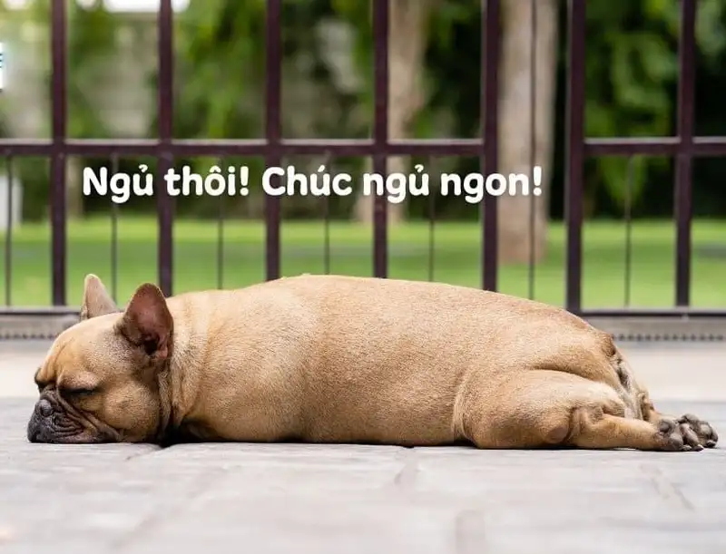 Meme ngủ khiến bạn muốn chợp mắt ngay lập tức Meme ngủ khiến bạn muốn chợp mắt ngay lập tức