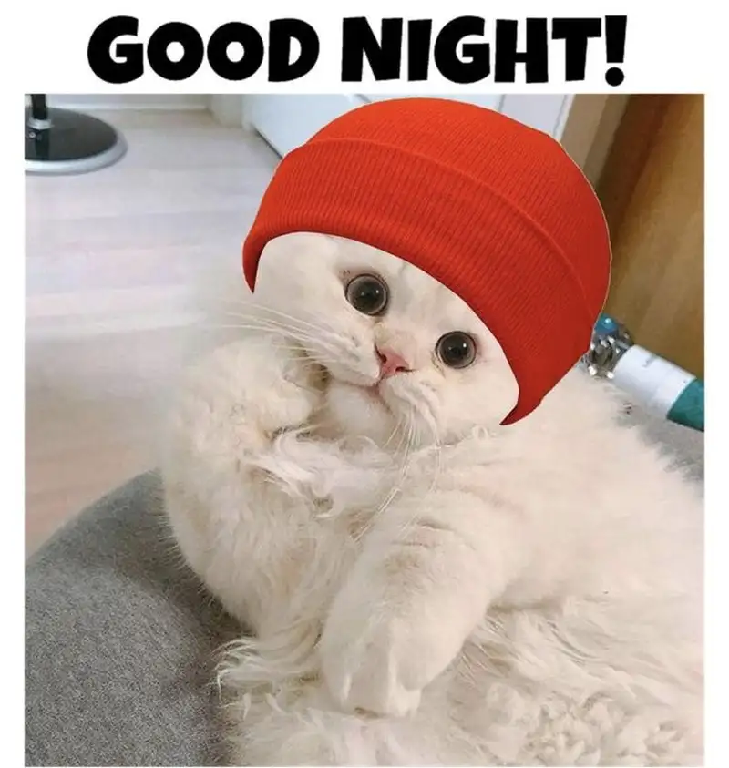 Chúc ngủ ngon meme cute gửi gắm lời chúc ấm áp Chúc ngủ ngon meme cute gửi gắm lời chúc ấm áp