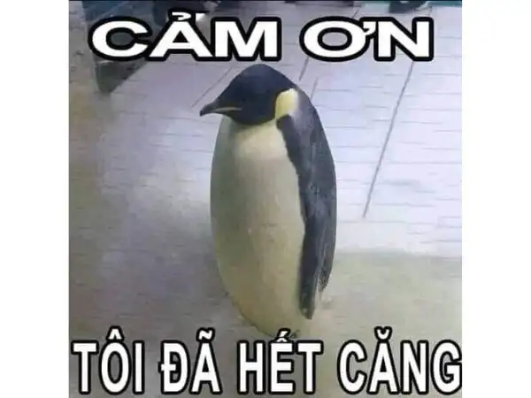 Xinh đẹp tuyệt vời xin cảm ơn meme dễ thương cho những ai yêu thích Xinh đẹp tuyệt vời xin cảm ơn meme dễ thương cho những ai yêu thích