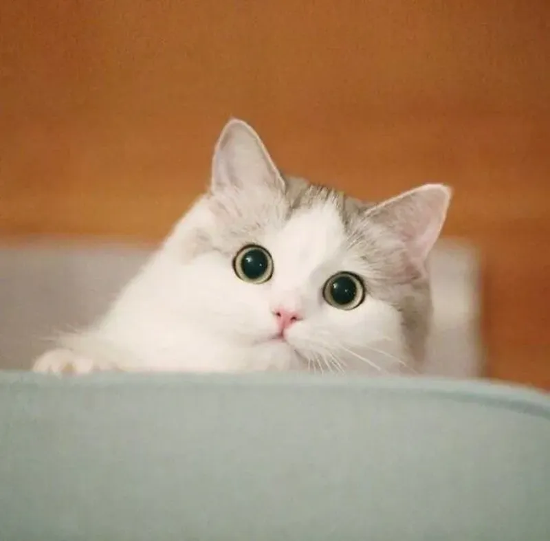 Ảnh đại diện mèo cute giúp bạn thể hiện phong cách độc đáo Ảnh đại diện mèo cute giúp bạn thể hiện phong cách độc đáo