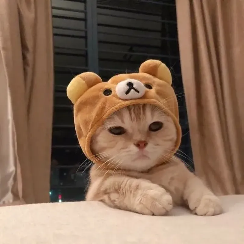 Ảnh đại diện con mèo cute mang đến sự dễ thương và ngộ nghĩnh Ảnh đại diện con mèo cute mang đến sự dễ thương và ngộ nghĩnh