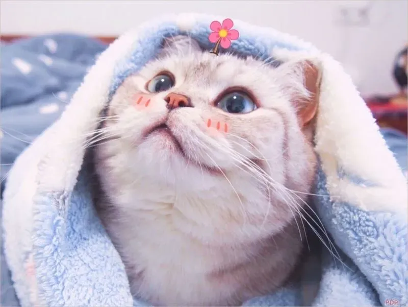 Avatar cute mèo mang đến sự dễ thương và ngộ nghĩnh Avatar cute mèo mang đến sự dễ thương và ngộ nghĩnh