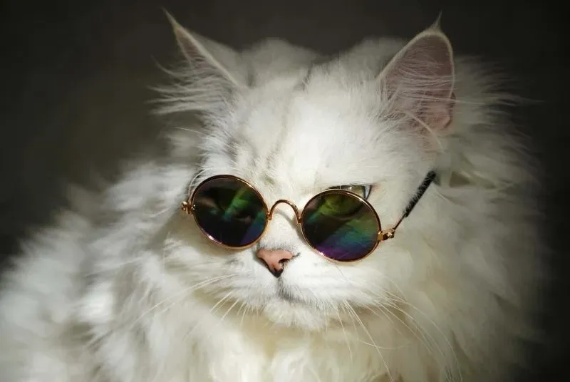 Avatar ngộ nghĩnh ảnh mèo cute tạo cảm giác vui tươi và đáng yêu Avatar ngộ nghĩnh ảnh mèo cute tạo cảm giác vui tươi và đáng yêu