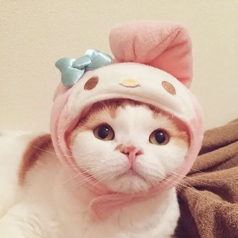 Avatar ảnh mèo cute giúp bạn thể hiện tình yêu với thú cưng Avatar ảnh mèo cute giúp bạn thể hiện tình yêu với thú cưng