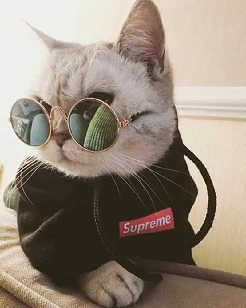 Avt cute mèo tạo nên phong cách dễ thương và gần gũi Avt cute mèo tạo nên phong cách dễ thương và gần gũi
