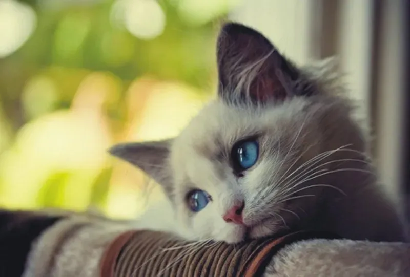 Dễ thương avatar cute mèo giúp bạn nổi bật trên mạng xã hội Dễ thương avatar cute mèo giúp bạn nổi bật trên mạng xã hội