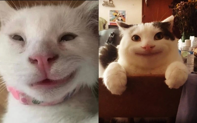 Chia sẻ meme mèo vui vẻ, để cùng nhau thư giãn và cười sảng khoái Chia sẻ meme mèo vui vẻ, để cùng nhau thư giãn và cười sảng khoái