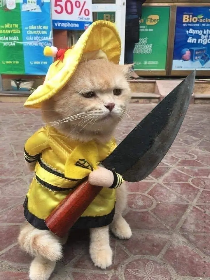 Meme cực kỳ dễ thương, chúc bạn vui vẻ và thật xinh đẹp hôm nay Meme cực kỳ dễ thương, chúc bạn vui vẻ và thật xinh đẹp hôm nay