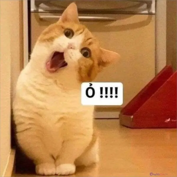 Meme buồn vui mang lại cho bạn cảm giác vừa buồn lại vừa vui Meme buồn vui mang lại cho bạn cảm giác vừa buồn lại vừa vui
