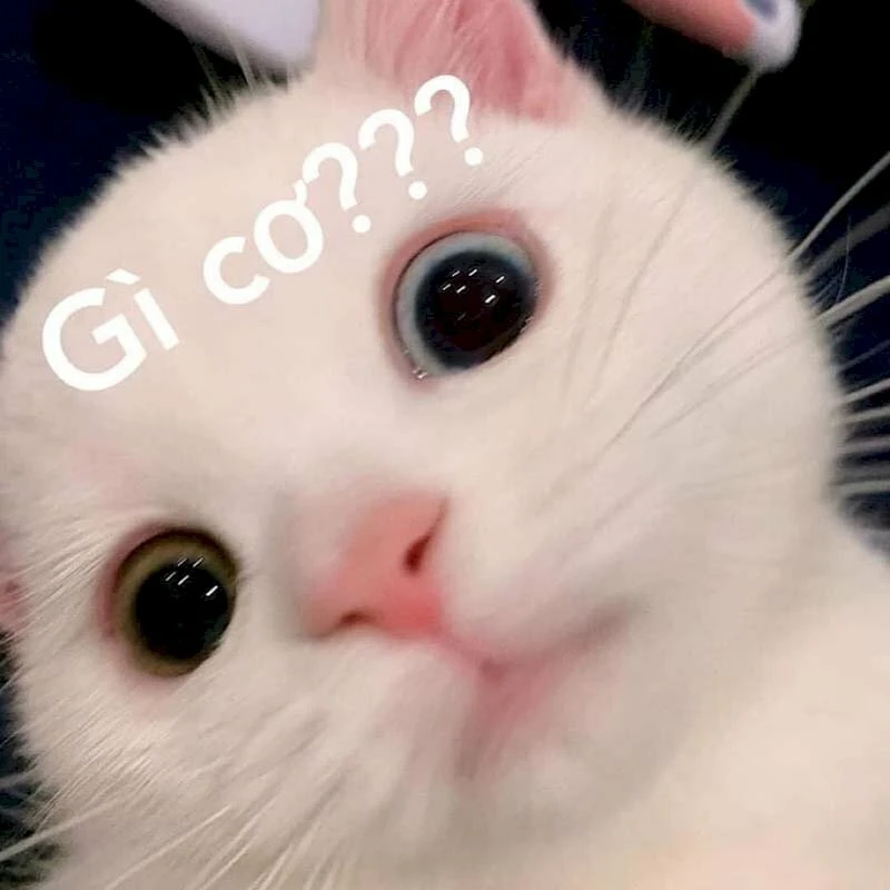 Meme game vui thôi mà, nhưng cực kỳ giải trí giúp bạn xả stress Meme game vui thôi mà, nhưng cực kỳ giải trí giúp bạn xả stress