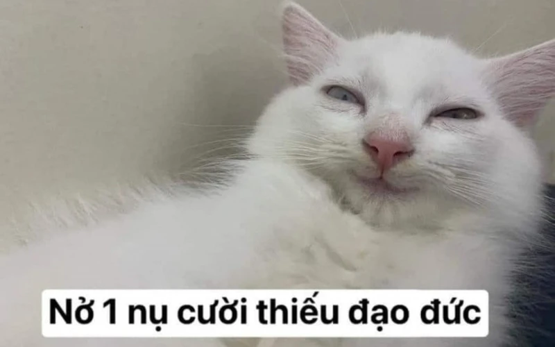 Hình meme vui nhộn cực kỳ hài hước, khiến bạn không thể nhịn cười Hình meme vui nhộn cực kỳ hài hước, khiến bạn không thể nhịn cười