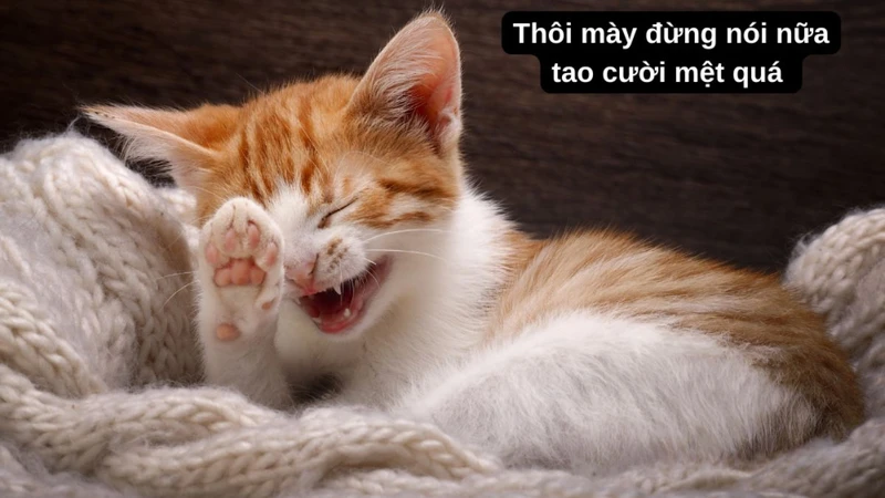 Chia sẻ meme vui vẻ không quạu để xua tan mọi lo lắng trong ngày Chia sẻ meme vui vẻ không quạu để xua tan mọi lo lắng trong ngày
