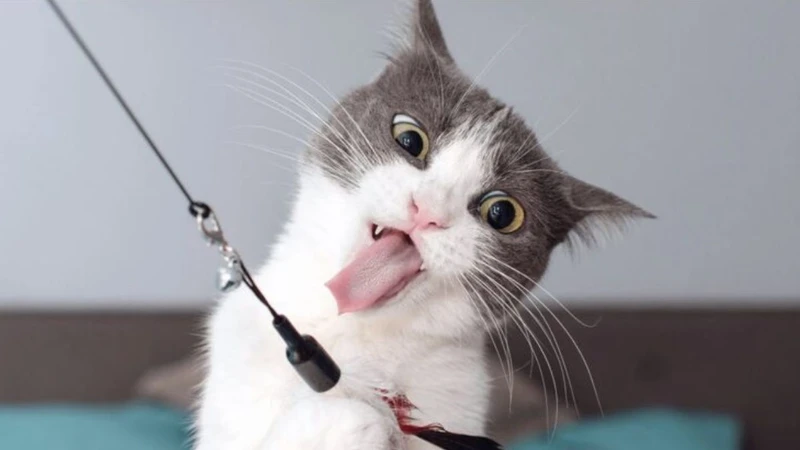 Chào ngày mới với meme vui vẻ, nạp năng lượng tích cực cho ngày dài Chào ngày mới với meme vui vẻ, nạp năng lượng tích cực cho ngày dài
