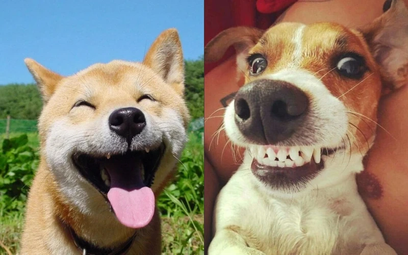 Meme vui lên, đừng để nỗi buồn làm bạn chùn bước Meme vui lên, đừng để nỗi buồn làm bạn chùn bước