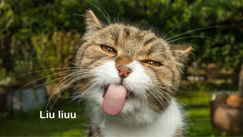 Chúc bạn ngày mới vui vẻ cùng meme hài hước đầy màu sắc Chúc bạn ngày mới vui vẻ cùng meme hài hước đầy màu sắc