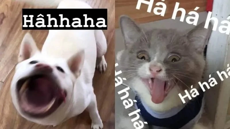 Tìm hình meme vui để thêm tiếng cười vào ngày hôm nay Tìm hình meme vui để thêm tiếng cười vào ngày hôm nay
