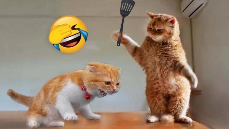 Chào đón năm mới vui vẻ cùng meme rộn ràng, tràn ngập niềm vui Chào đón năm mới vui vẻ cùng meme rộn ràng, tràn ngập niềm vui