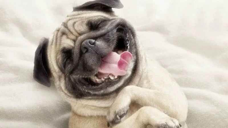 Thử meme đùa không vui, chắc chắn bạn sẽ tìm thấy niềm vui trong đó Thử meme đùa không vui, chắc chắn bạn sẽ tìm thấy niềm vui trong đó