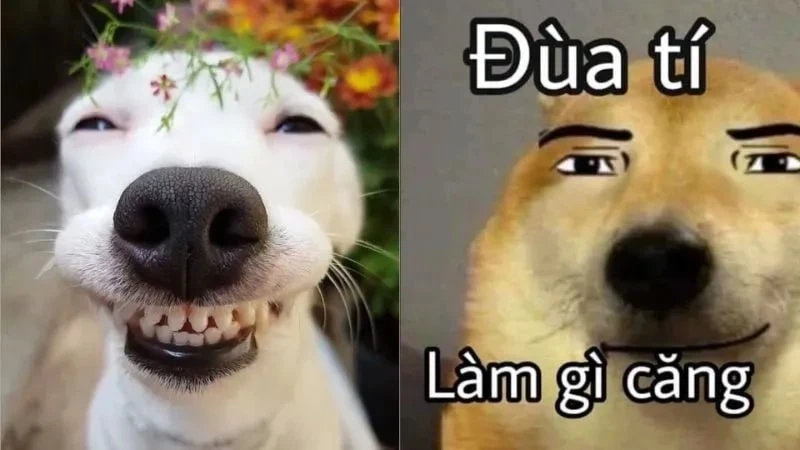 Meme mèo vui vẻ sẽ mang đến sự đáng yêu và tiếng cười cho bạn Meme mèo vui vẻ sẽ mang đến sự đáng yêu và tiếng cười cho bạn