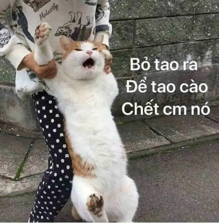 Ảnh meme chửi bậy luôn tạo ra không khí vui tươi Ảnh meme chửi bậy luôn tạo ra không khí vui tươi