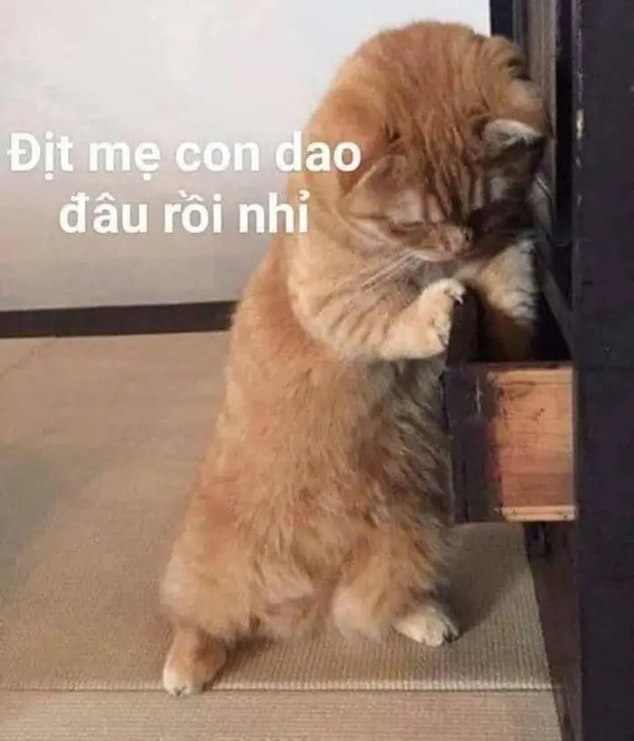 Meme chửi bạn thân thể hiện sự hài hước trong tình bạn Meme chửi bạn thân thể hiện sự hài hước trong tình bạn