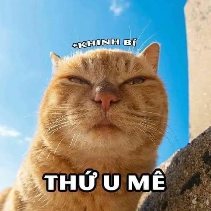 Meme chửi người luôn tạo ra những tình huống hài hước Meme chửi người luôn tạo ra những tình huống hài hước