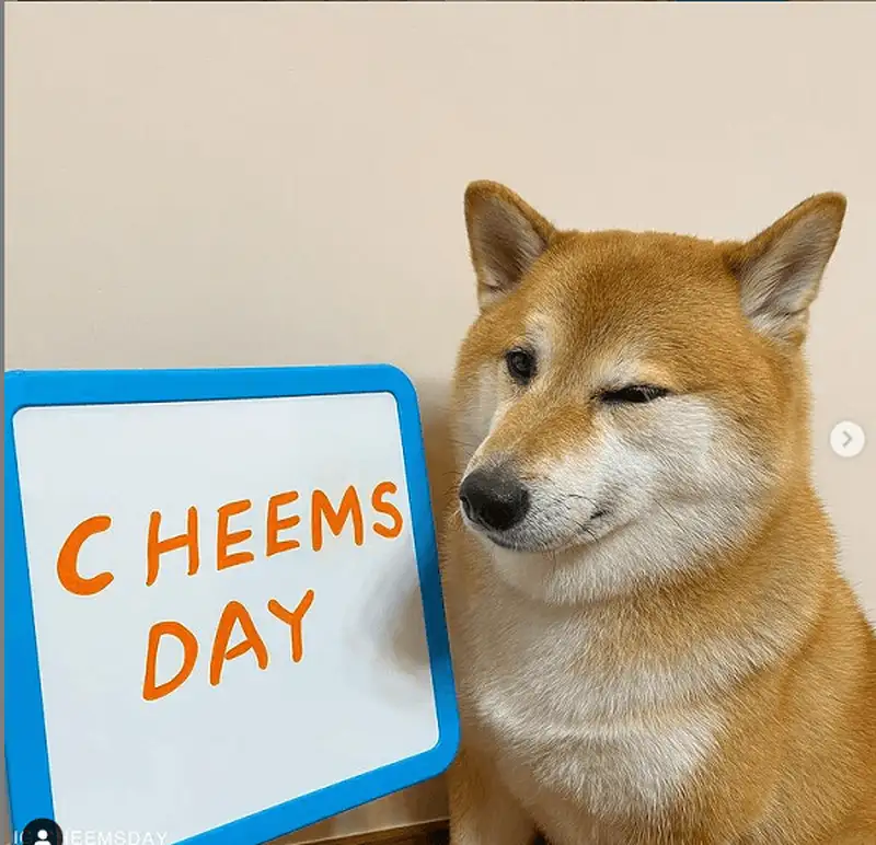 Ảnh meme cheem dễ thương khiến bạn không thể nhịn cười Ảnh meme cheem dễ thương khiến bạn không thể nhịn cười