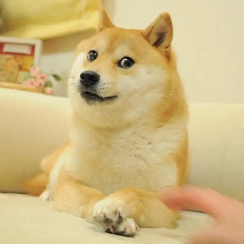 Hình meme cheems dễ thương giúp bạn thư giãn Hình meme cheems dễ thương giúp bạn thư giãn