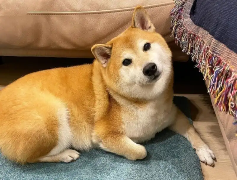 Cheems bonk meme hài hước khiến bạn không thể nhịn cười Cheems bonk meme hài hước khiến bạn không thể nhịn cười