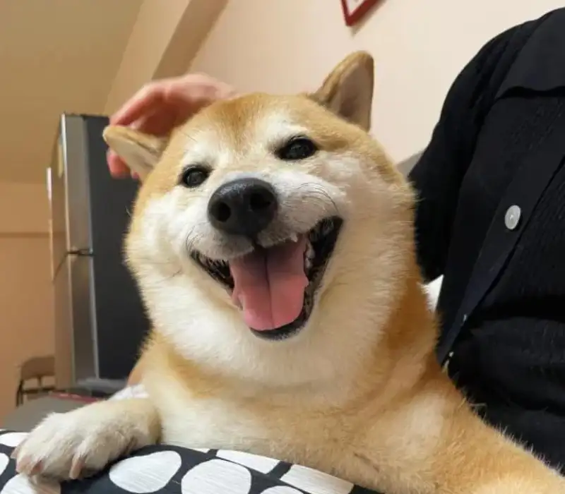 Cheems doge meme dễ thương cho những ai yêu thích Cheems doge meme dễ thương cho những ai yêu thích