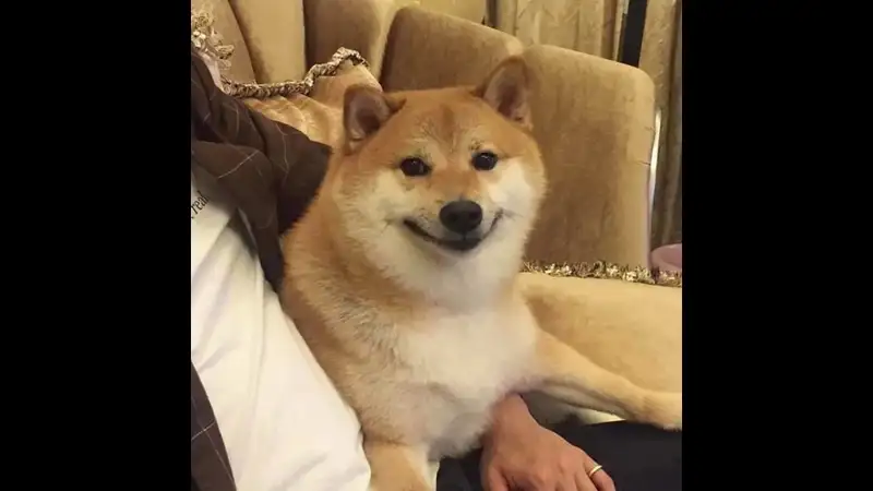 Meme cheems chỉ tay dễ thương cho những ai yêu thích Meme cheems chỉ tay dễ thương cho những ai yêu thích