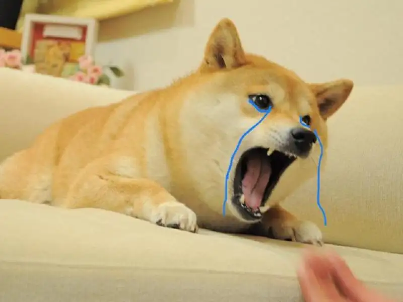 Ảnh meme hài cheems dễ thương cho những ai yêu thích Ảnh meme hài cheems dễ thương cho những ai yêu thích