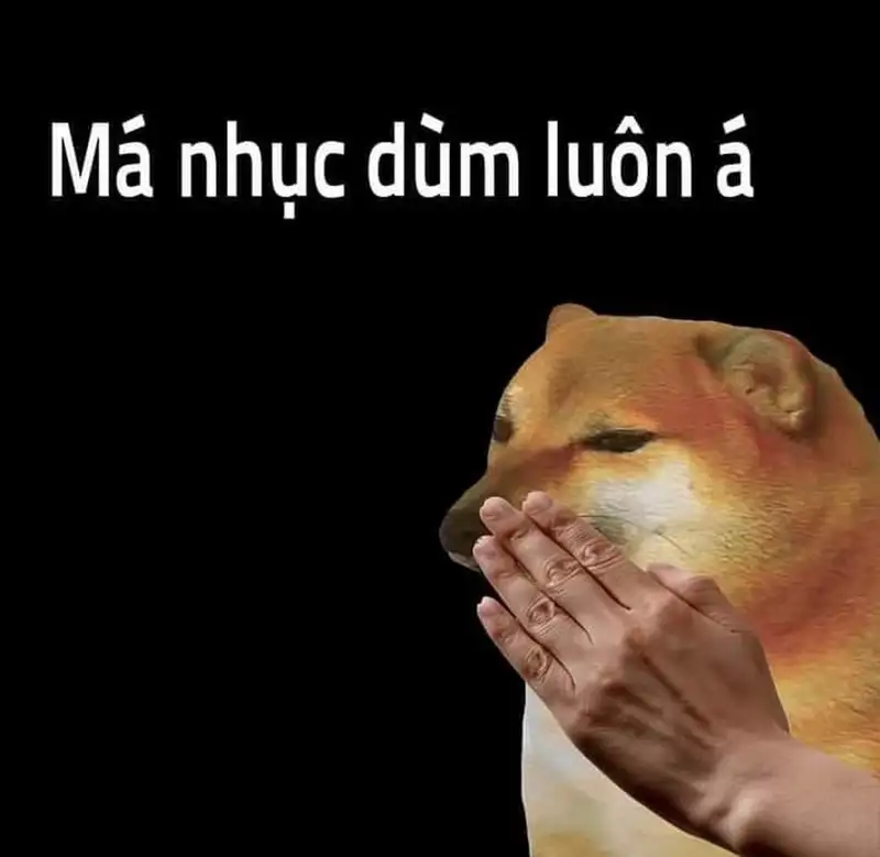 Người que meme cheems mèo cầm phóng lợn dễ thương cho những ai yêu thích Người que meme cheems mèo cầm phóng lợn dễ thương cho những ai yêu thích
