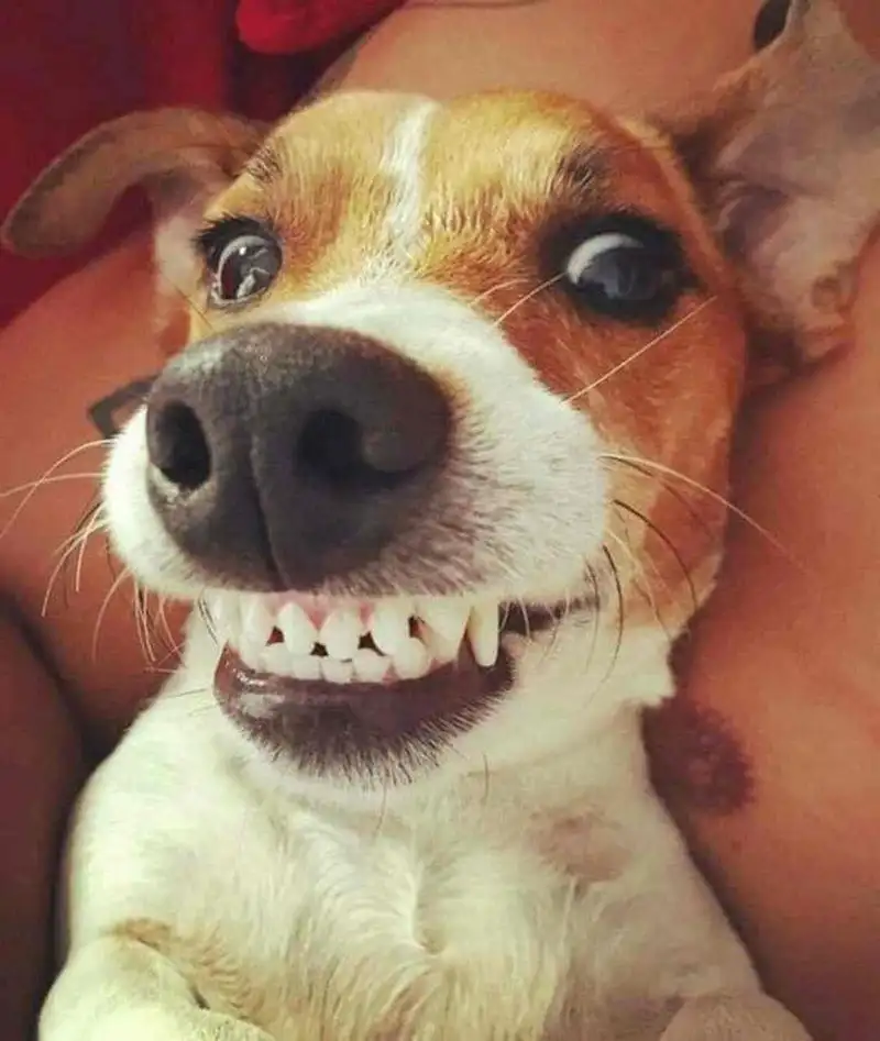 Meme cheems cầm gậy giúp bạn thư giãn và cười thoải mái Meme cheems cầm gậy giúp bạn thư giãn và cười thoải mái