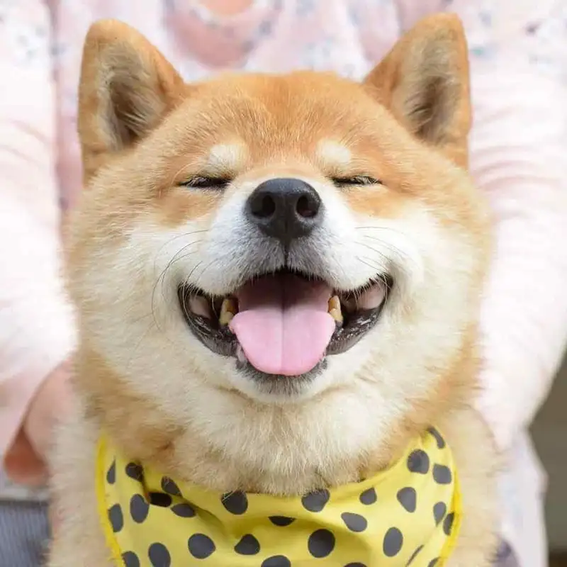 Cheems tay cầm súng meme dễ thương cho những ai yêu thích Cheems tay cầm súng meme dễ thương cho những ai yêu thích