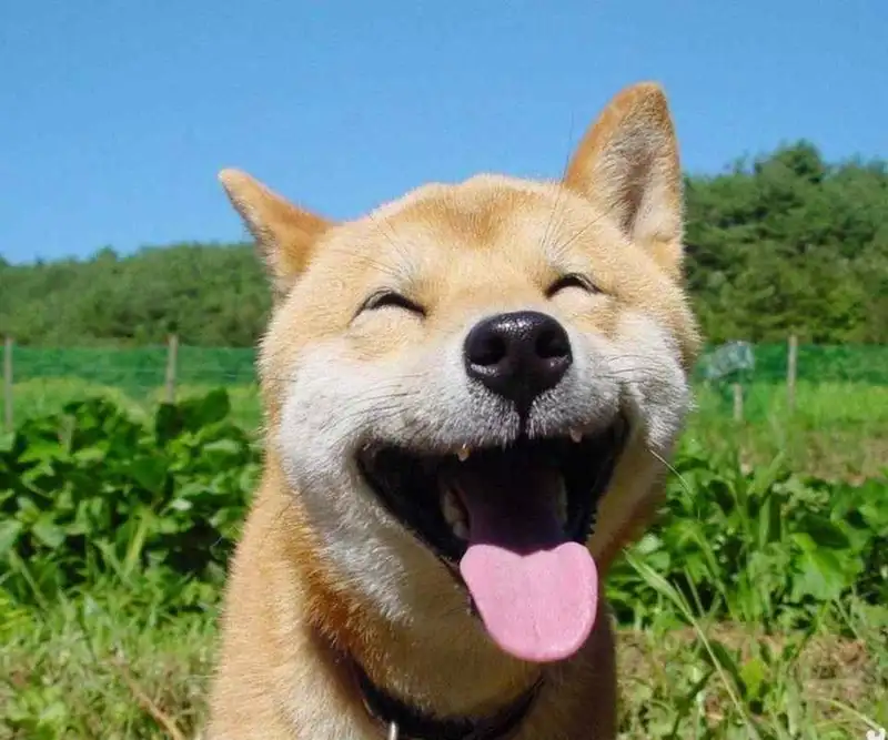 Ảnh meme cheems cầm súng mang lại tiếng cười cho mọi người Ảnh meme cheems cầm súng mang lại tiếng cười cho mọi người
