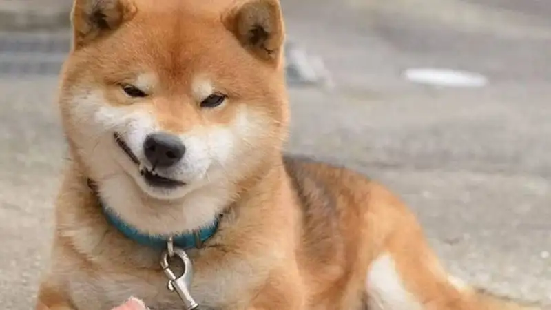 Hình nền cheems meme dễ thương cho chiếc điện thoại của bạn Hình nền cheems meme dễ thương cho chiếc điện thoại của bạn