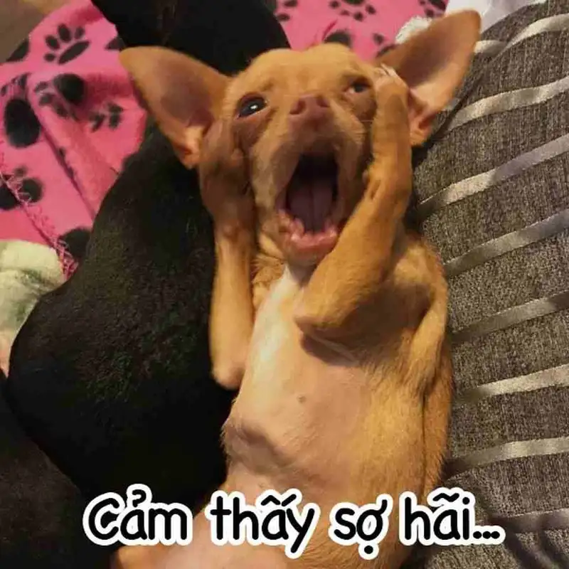 Meme tet cheems tết giúp bạn đón Tết thật vui vẻ Meme tet cheems tết giúp bạn đón Tết thật vui vẻ