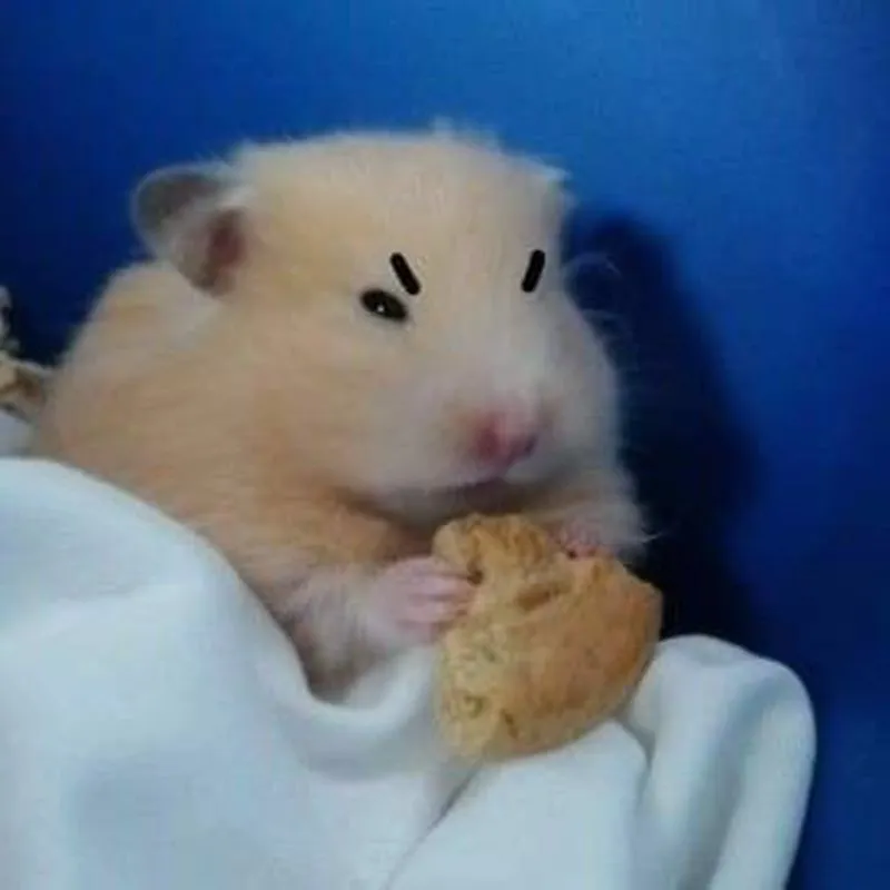 Hamster hi meme khiến bạn không thể rời mắt Hamster hi meme khiến bạn không thể rời mắt