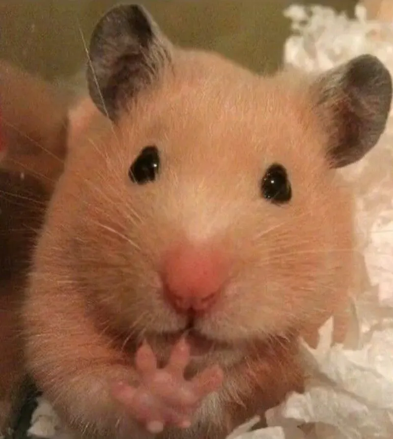 Hamster meme hi thật hài hước và thú vị Hamster meme hi thật hài hước và thú vị