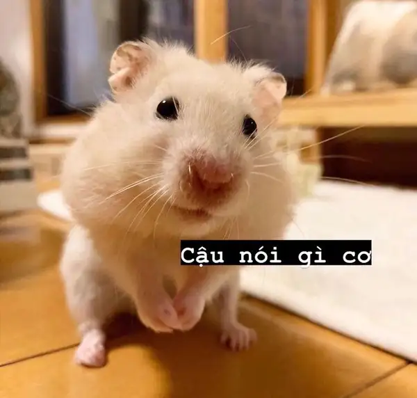 Nhộn hài meme chuột hamster thật vui nhộn Nhộn hài meme chuột hamster thật vui nhộn