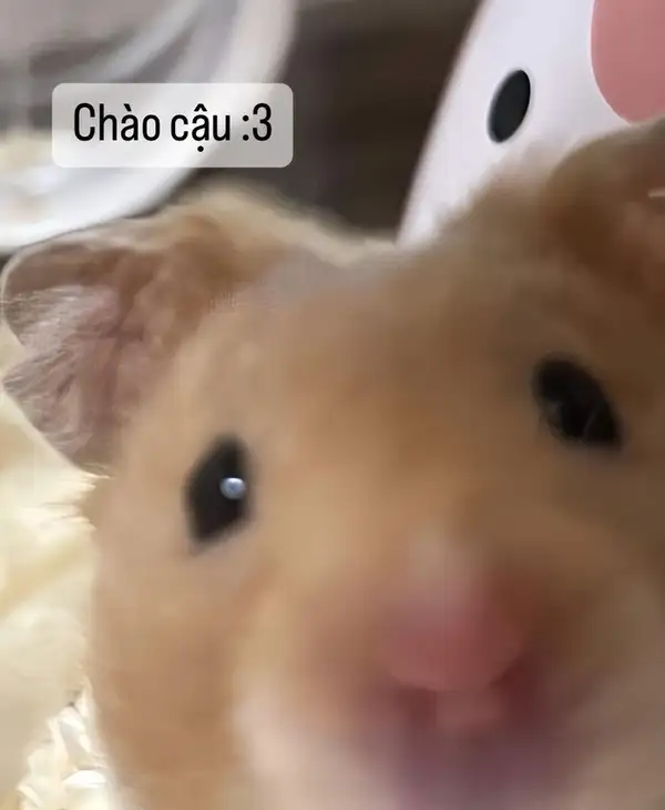 Hài hước meme chuột hamster khiến bạn cảm thấy thích thú Hài hước meme chuột hamster khiến bạn cảm thấy thích thú