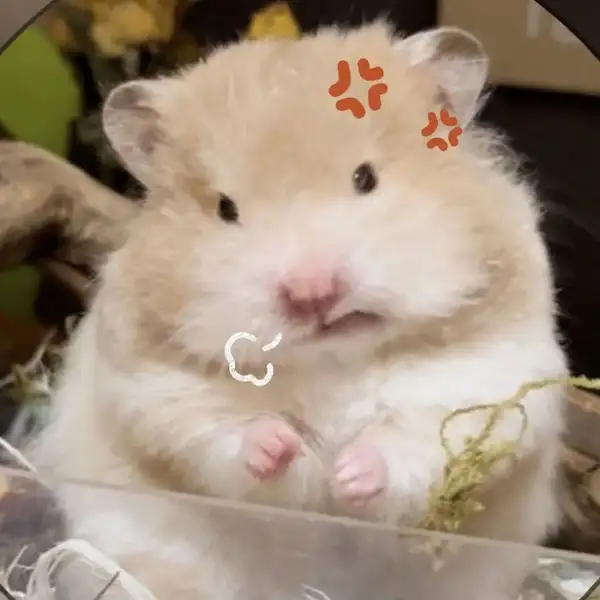 Ngón tay hài hước meme chuột hamster khiến bạn không thể rời mắt Ngón tay hài hước meme chuột hamster khiến bạn không thể rời mắt