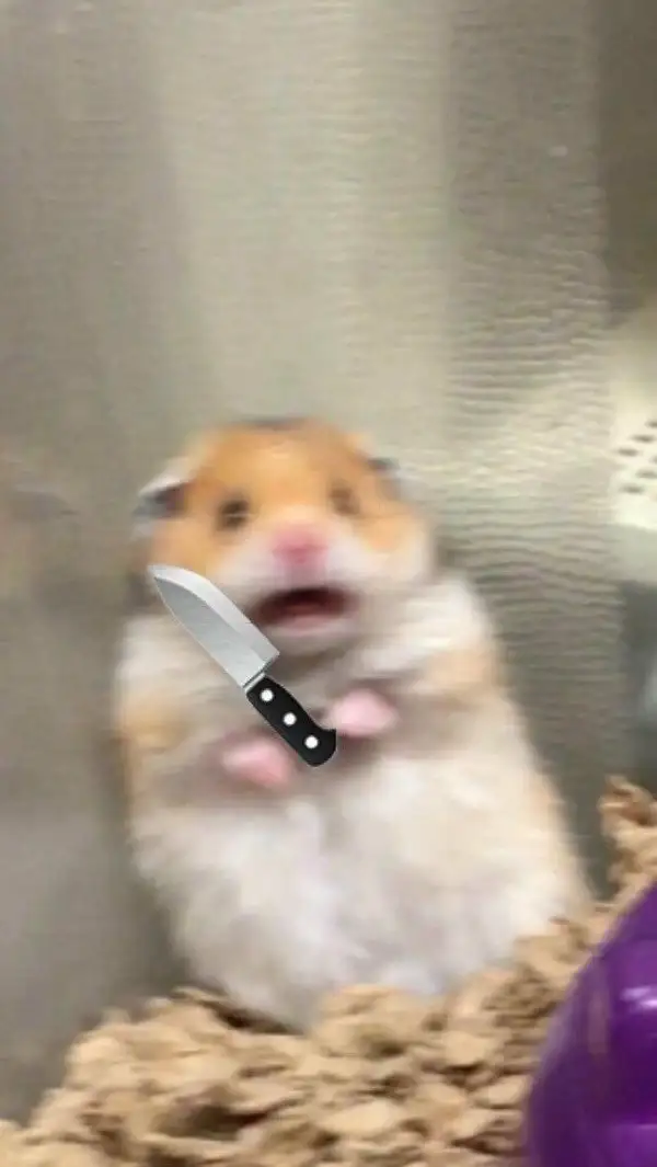 Hamster hài hước chuột meme thật đáng yêu Hamster hài hước chuột meme thật đáng yêu