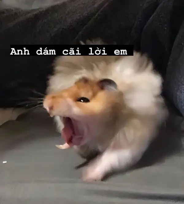 Meme chuột hamster khóc khiến trái tim bạn tan chảy Meme chuột hamster khóc khiến trái tim bạn tan chảy